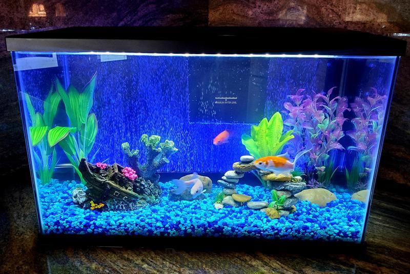 aquarium minimalis dinding