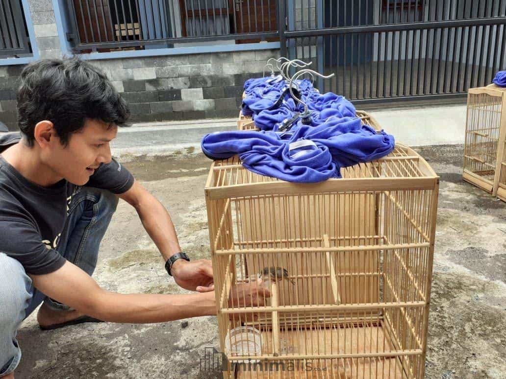 kebutuhan burung ciblek