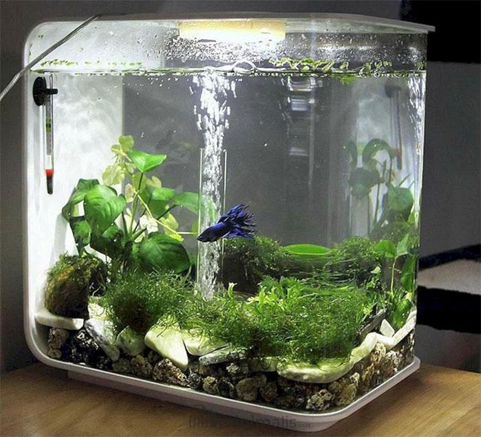 Bentuk Aquarium Mini