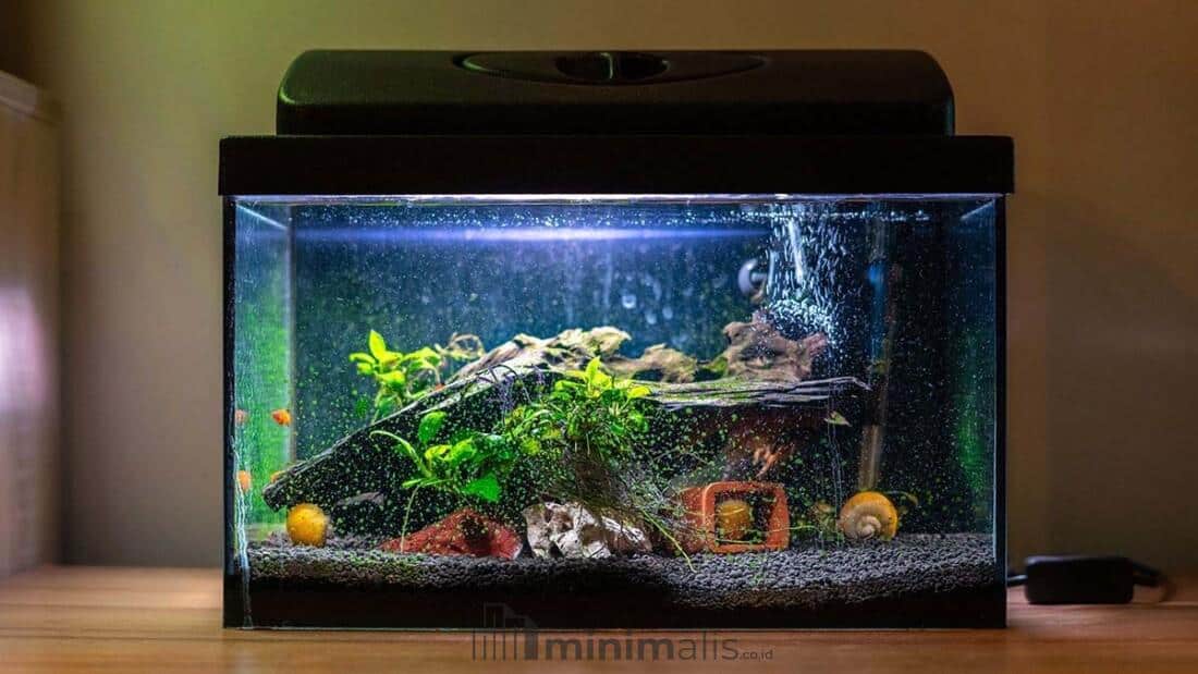 Model Aquarium Ikan Cupang Hias