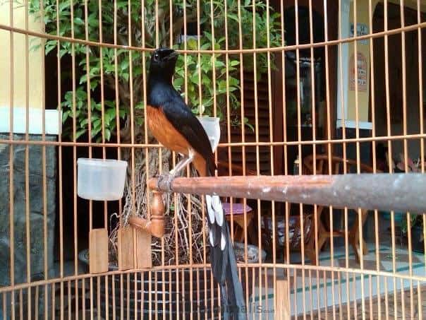 Sangkar Burung Murai