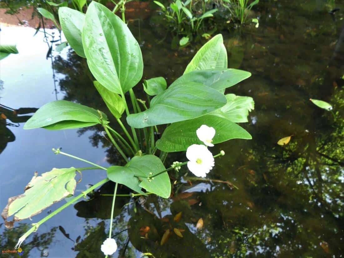 Tanaman Hias Kolam Ikan Koi