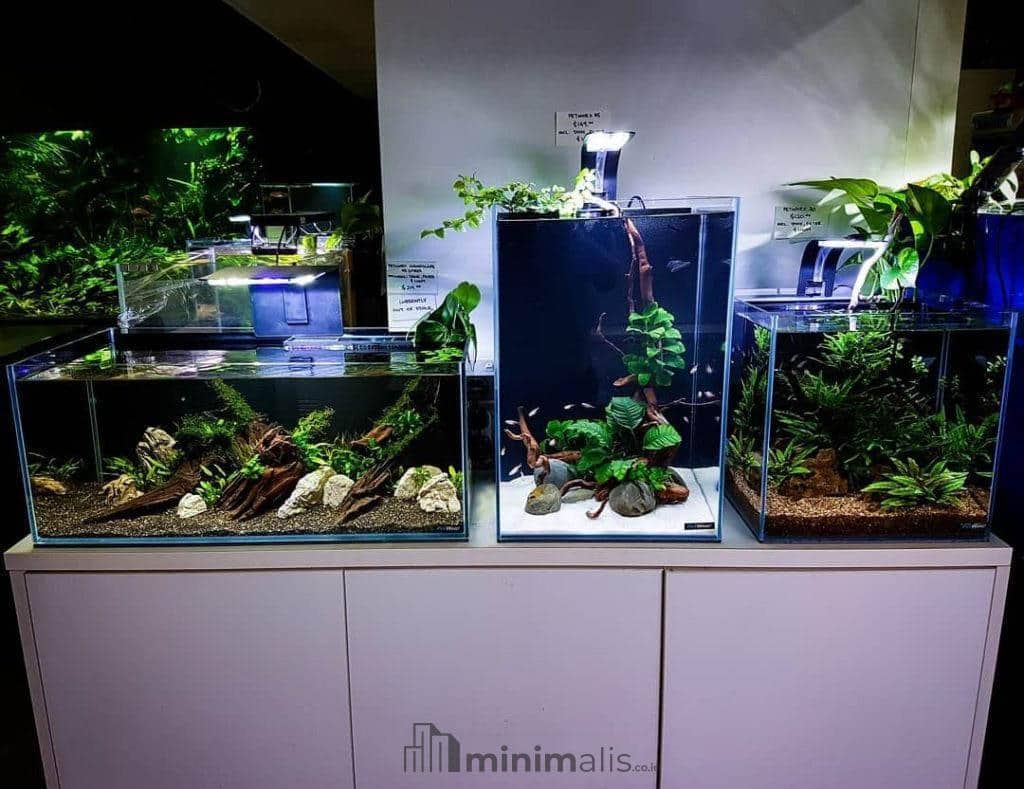 aquarium ikan hias air tawar terindah