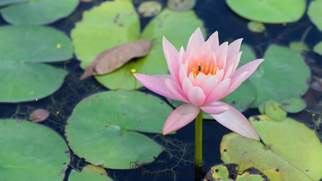 tanaman hias kolam ikan minimalis