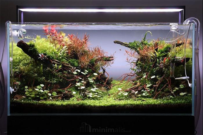 aquarium aquascape