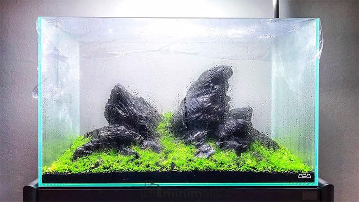 aquarium aquascape