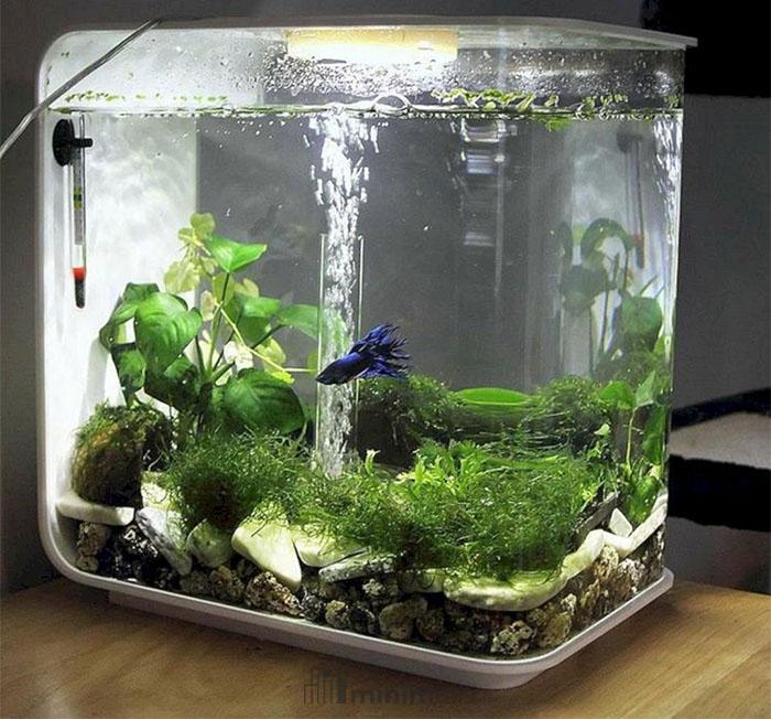 aquarium mini