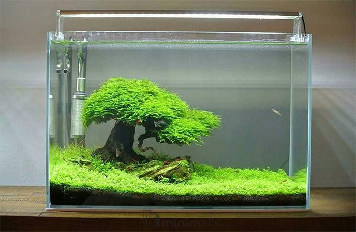 aquascape iwagumi