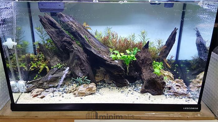 aquascape minimalis kayu