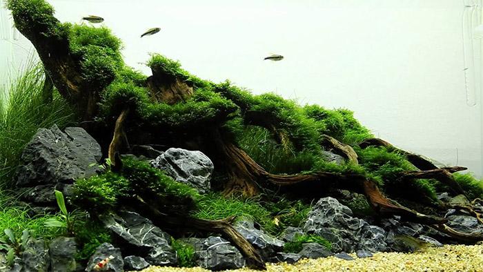 aquascape natural