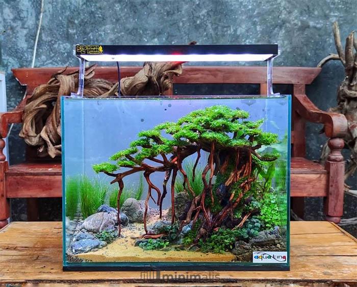 aquascape tema bonsai