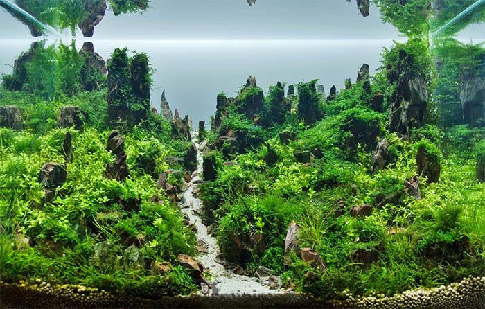 aquascape tema nature