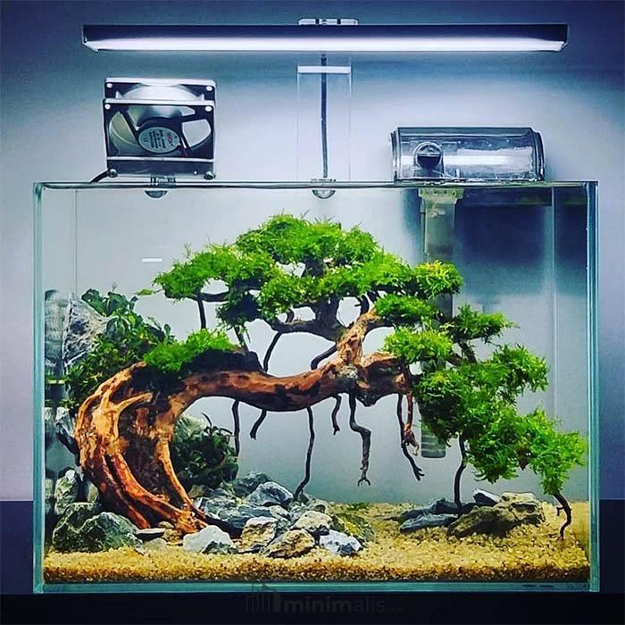 bonsai aquascape