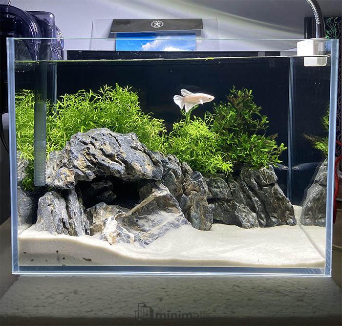 cara membuat aquascape