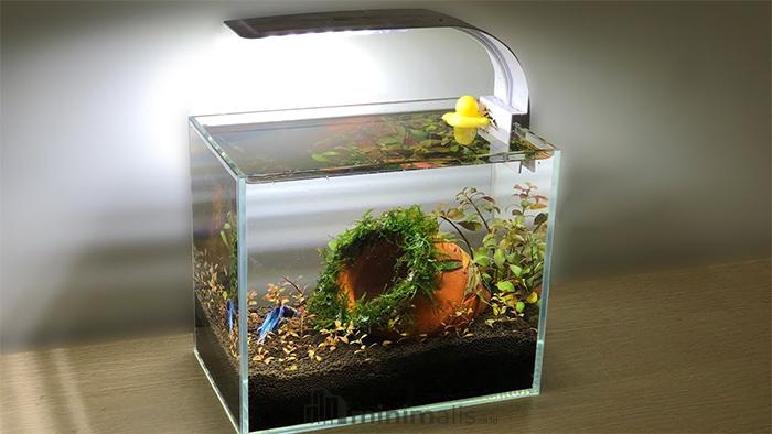 desain aquascape