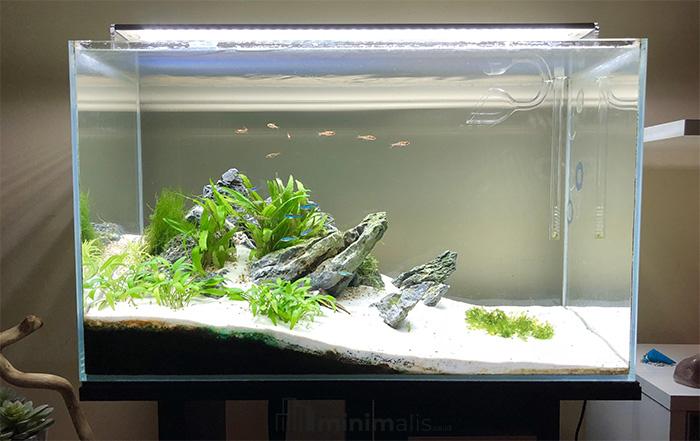 gambar aquascape