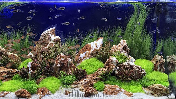 ikan hias aquascape