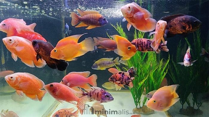 jenis ikan hias aquarium