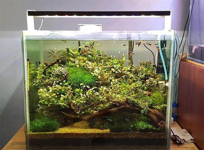 lampu aquascape