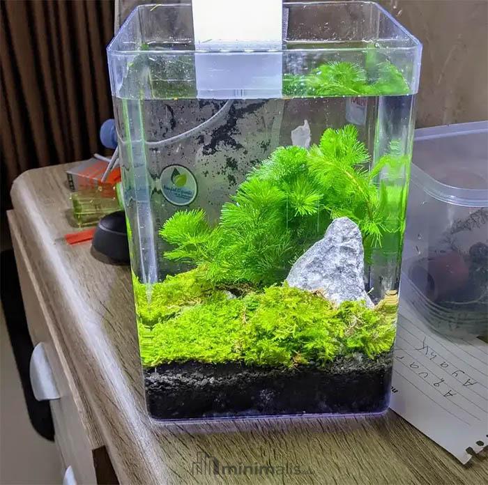 mini aquascape