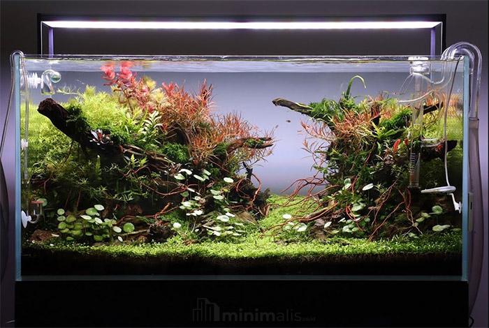 tanaman aquascape tanpa co2