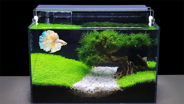 tanaman aquascape