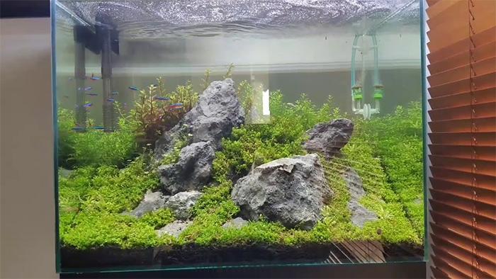 tema aquascape